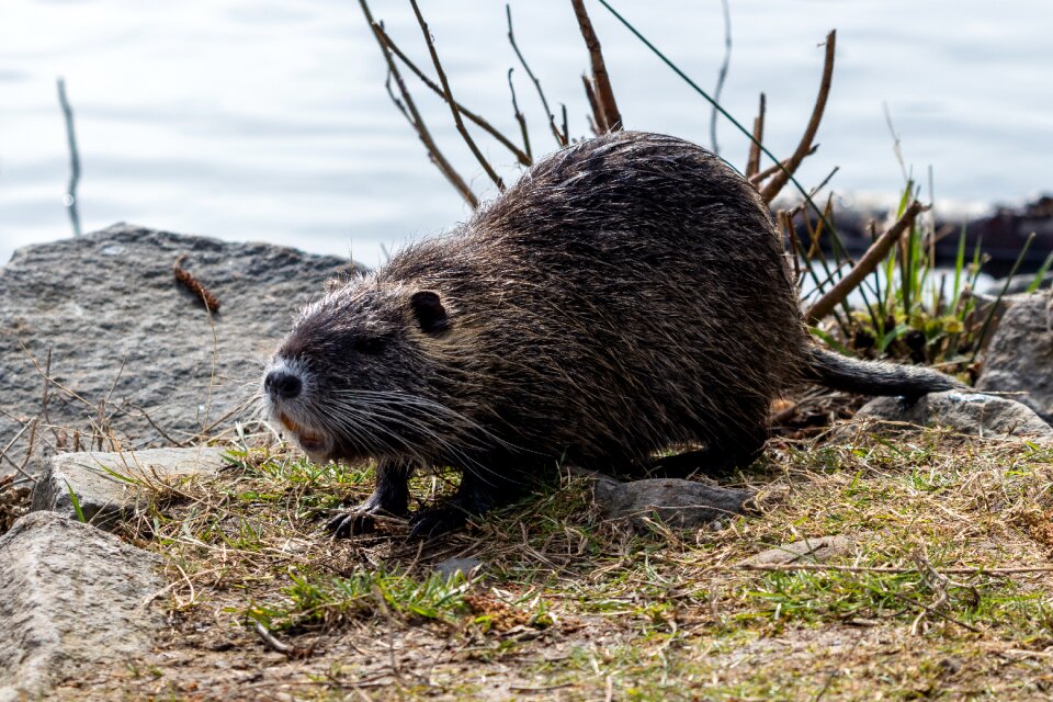 Mammal wild rodent