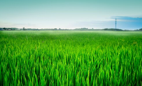 Green vietnam rice fields