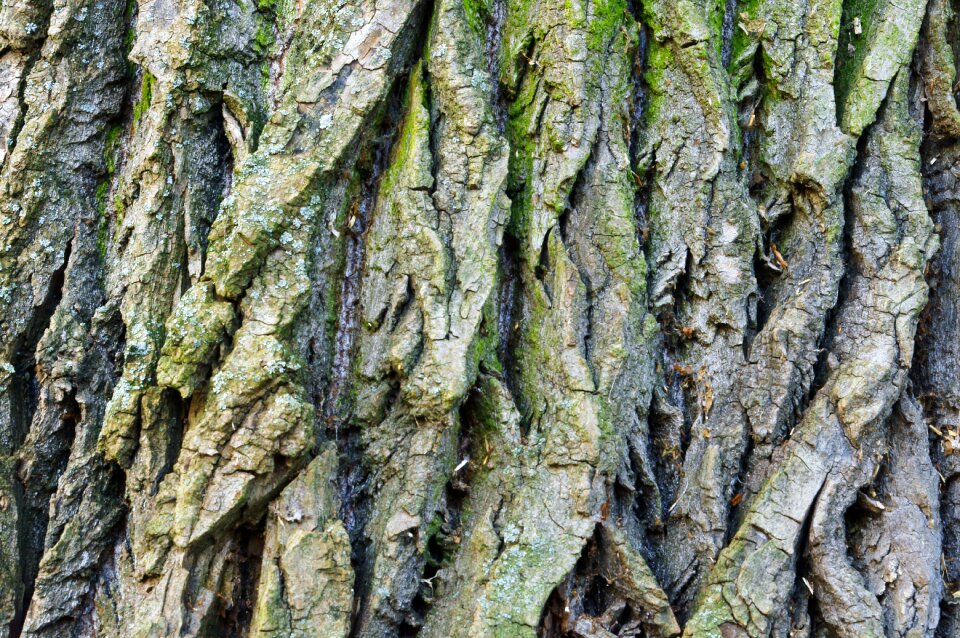 Background dry forest