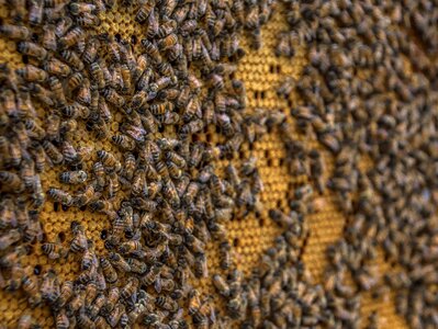Beekeeping wax insect photo