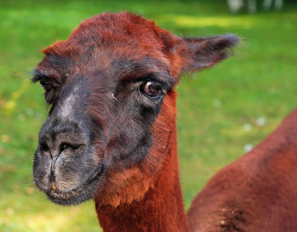 Mammal vicugna pacos wool