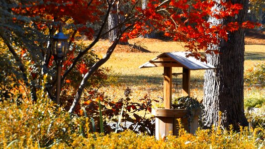 Season maple wishing well