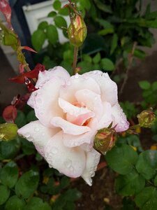 Rose with dew nature leaf