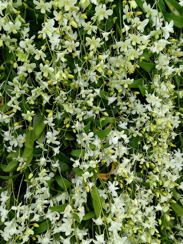 Growth flower