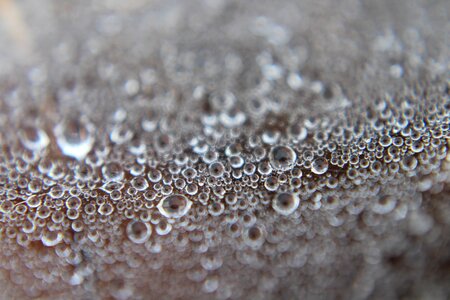 Abstract dewy droplets