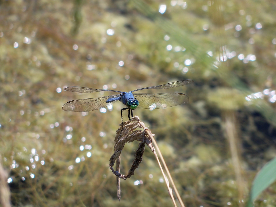 Wings bug summer photo