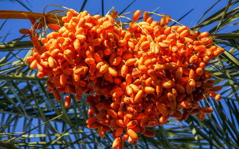Flora fruit