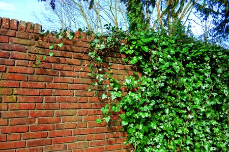 Creeper vine red brick wall photo