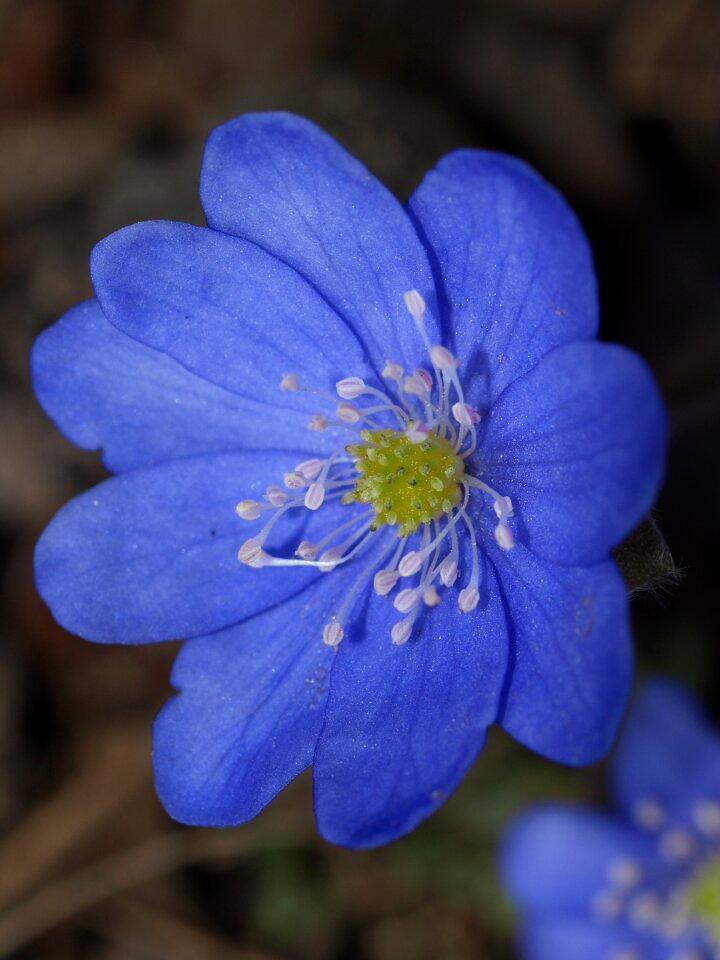 Flora petal liverwort