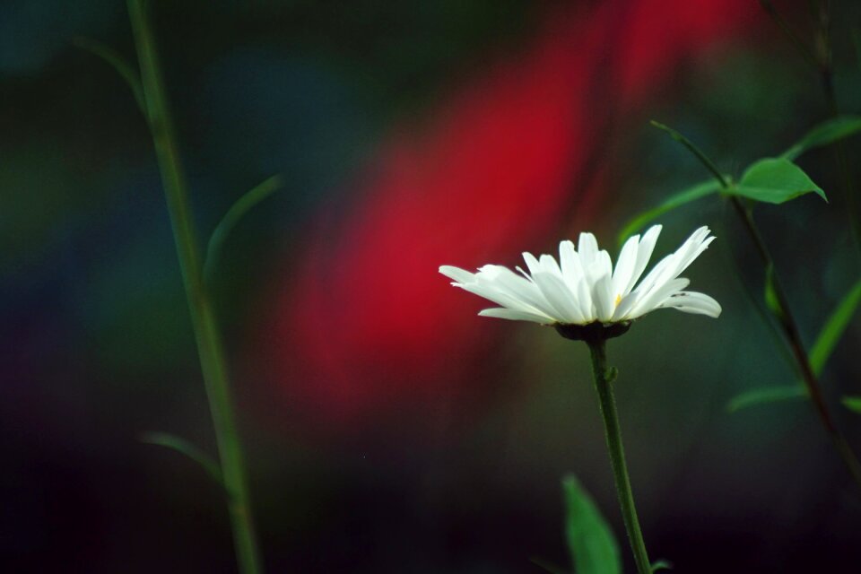 Summer leaf daisy