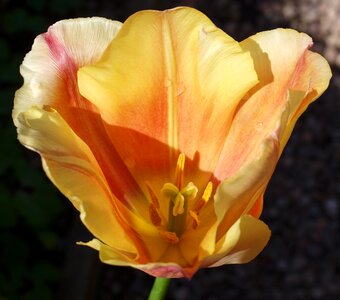 Tulip petal photo
