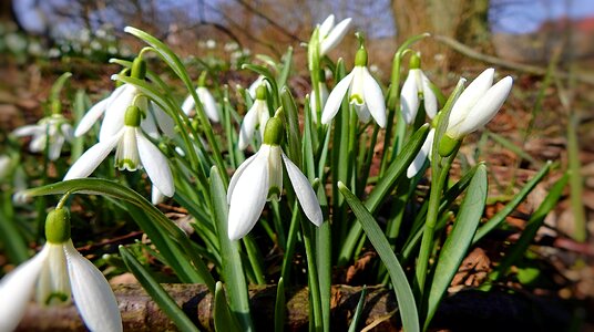 Nature plant snowdrops