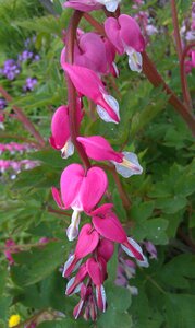 Nature flower plant