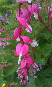 Nature flower plant photo