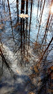 Season branch reflection photo