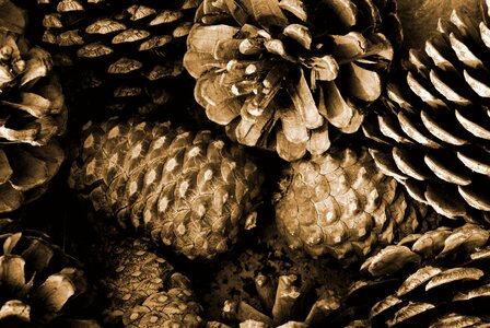 Nature closeup