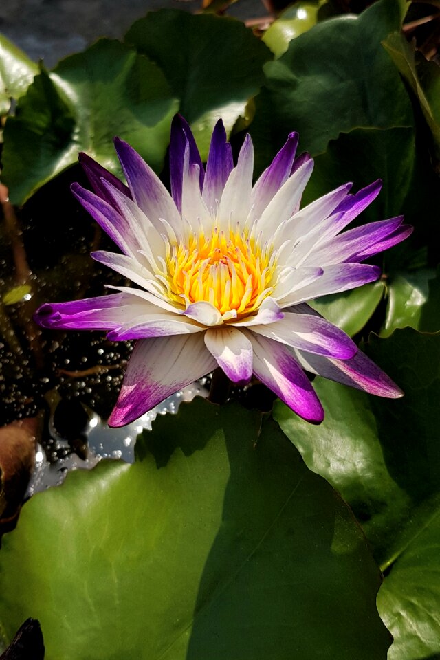 Purple tipped white