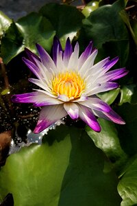 Purple tipped white