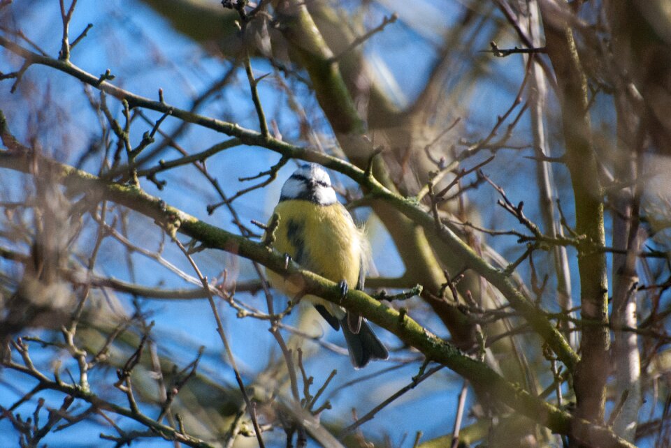 Outdoor fauna look
