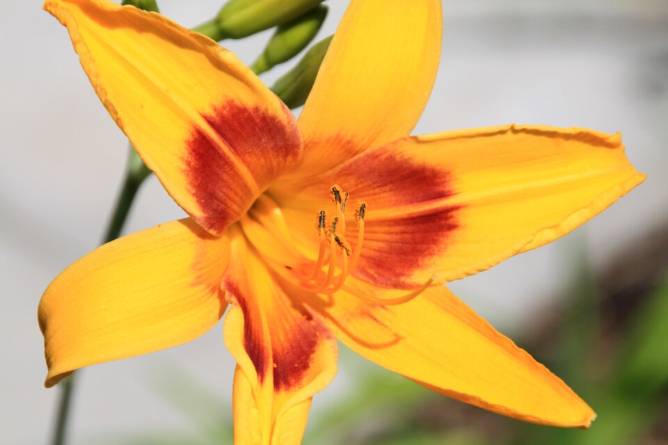 Daylily close up cottage garden photo