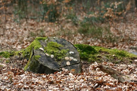 Outdoor sheet stone