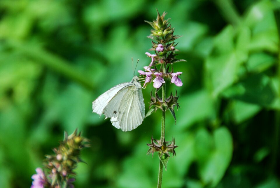 Summer flower butterfly photo