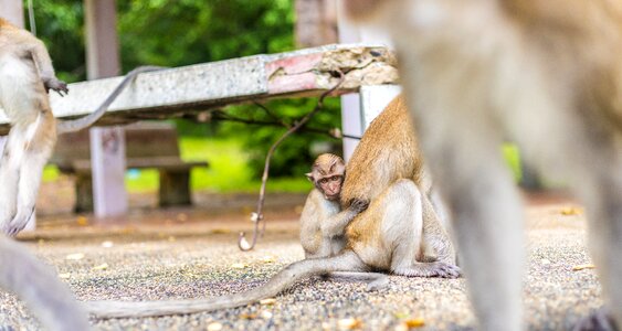 Temple baby monkey animal photo