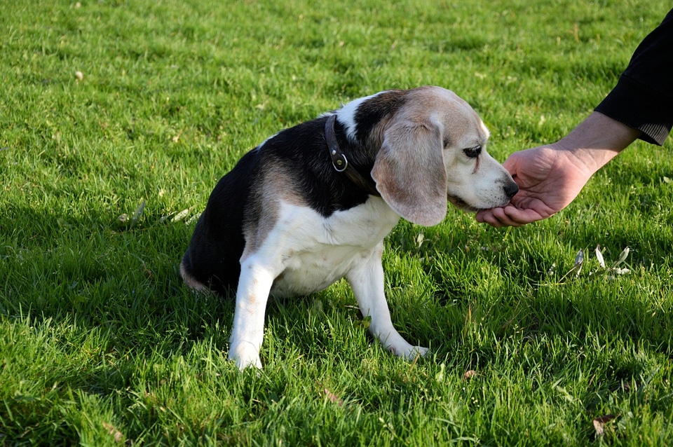 Puppy cute canine