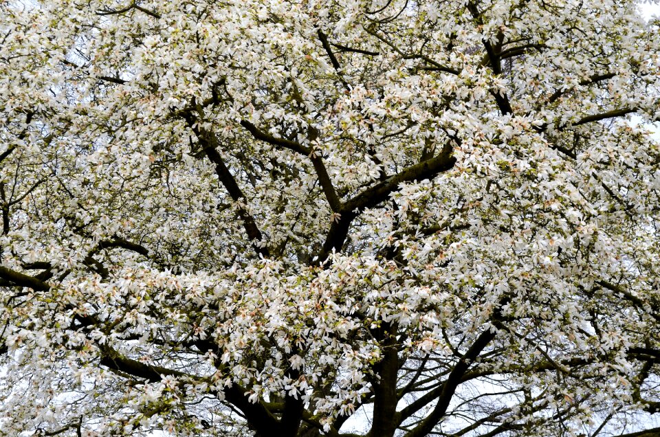Blue sky cherry environment