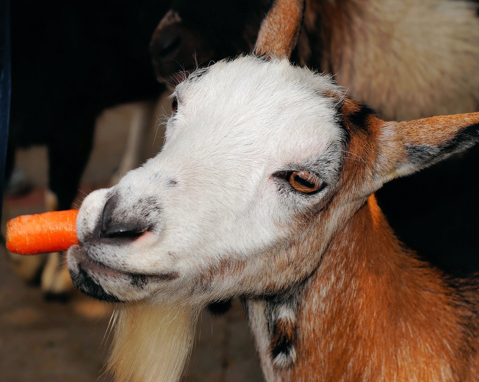 Goatee animal husbandry petting zoo