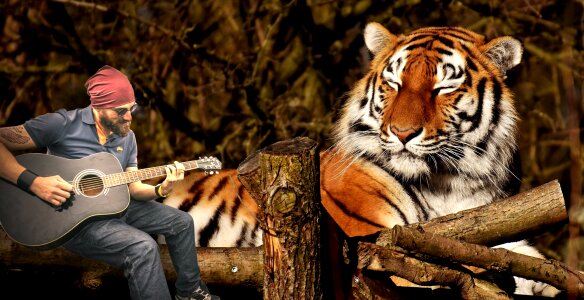 Portrait guitarrist tiger