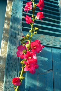 Floral nature summer