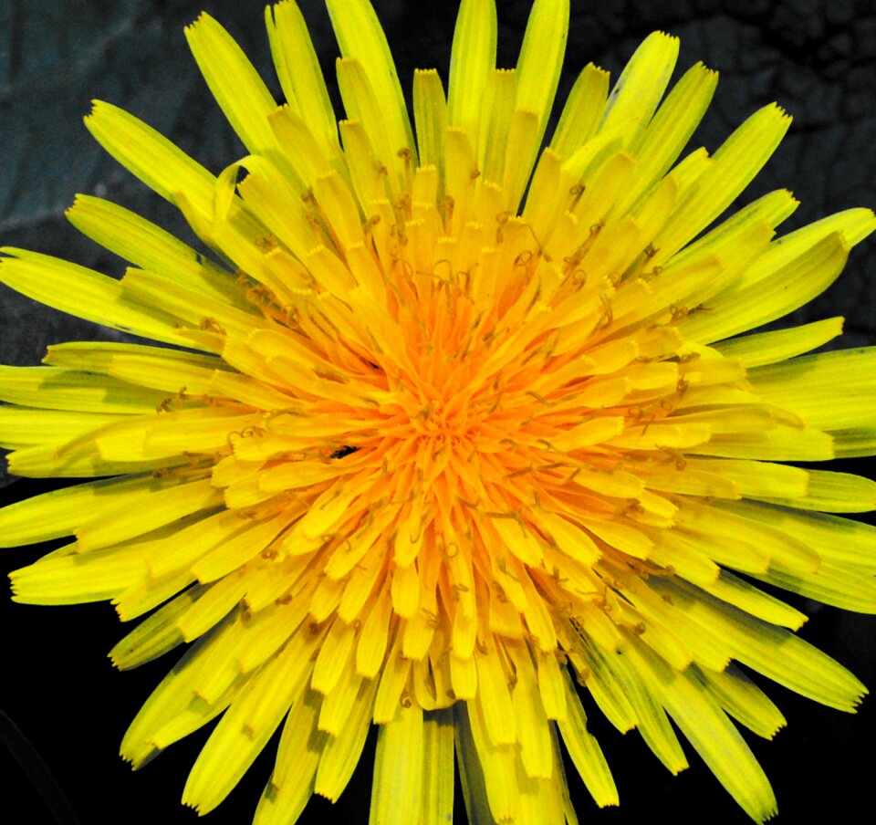 No one garden meadow