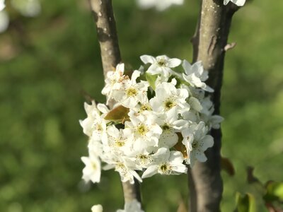 Nature plant flower