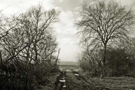Melancholy teufelsmoor birch
