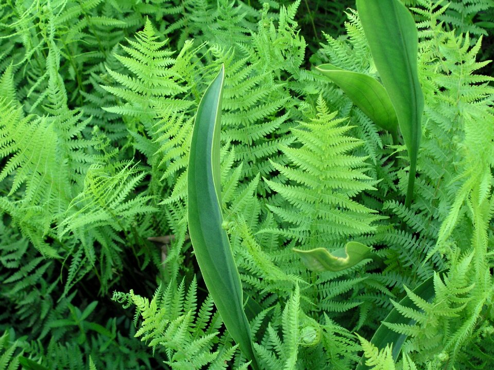 Nature summer growth