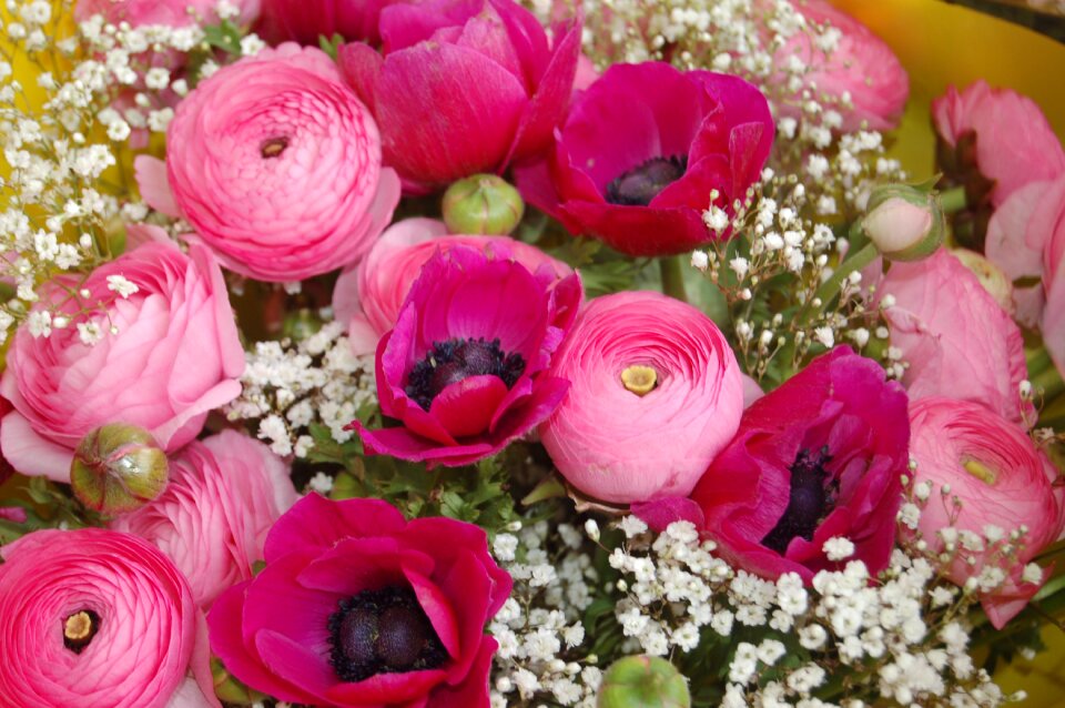 Flower nature petal
