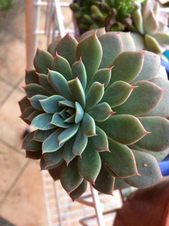 Cactaceae succulent nature