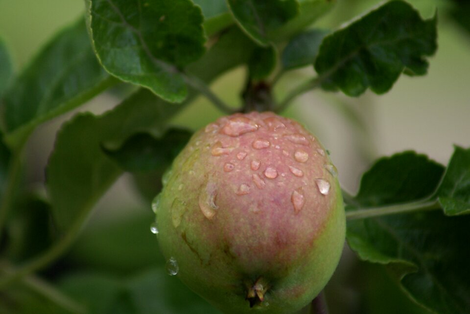 Nature plant summer
