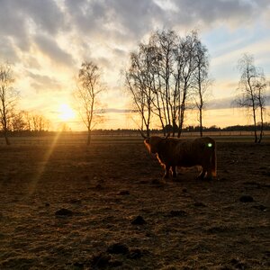 Agriculture animals sun
