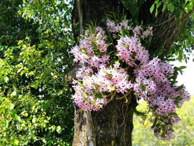 Nature flower parasitic photo