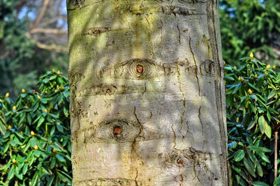 Bark scar scarred bark