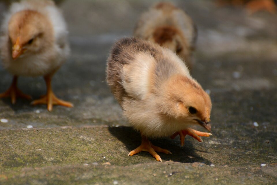Poultry dames feather