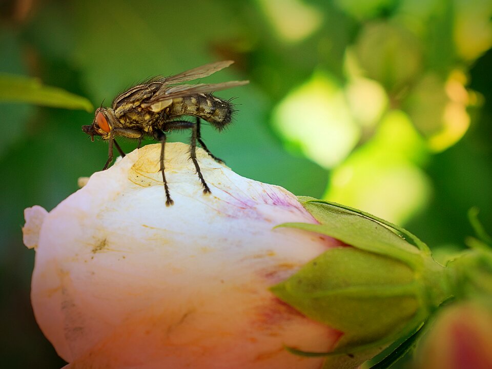 Close up garden fly photo