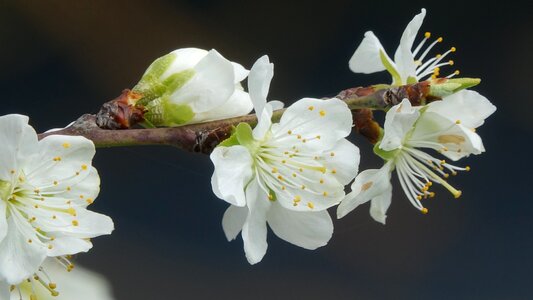 Nature cherry spring