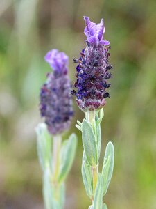 Medicinal plant herbalism nature