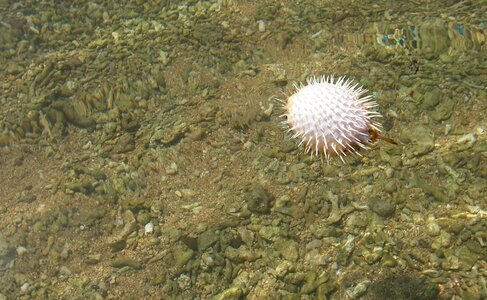 Outdoor puffer fish close-up