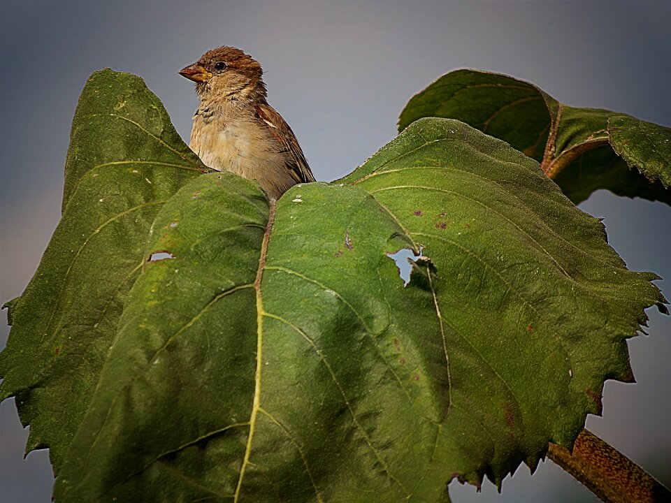 Leaf animal tree