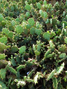 Succulent plants cactus food photo