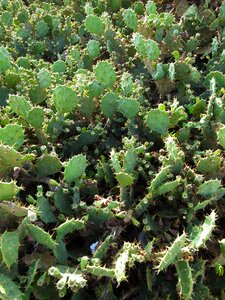 Succulent plants cactus food